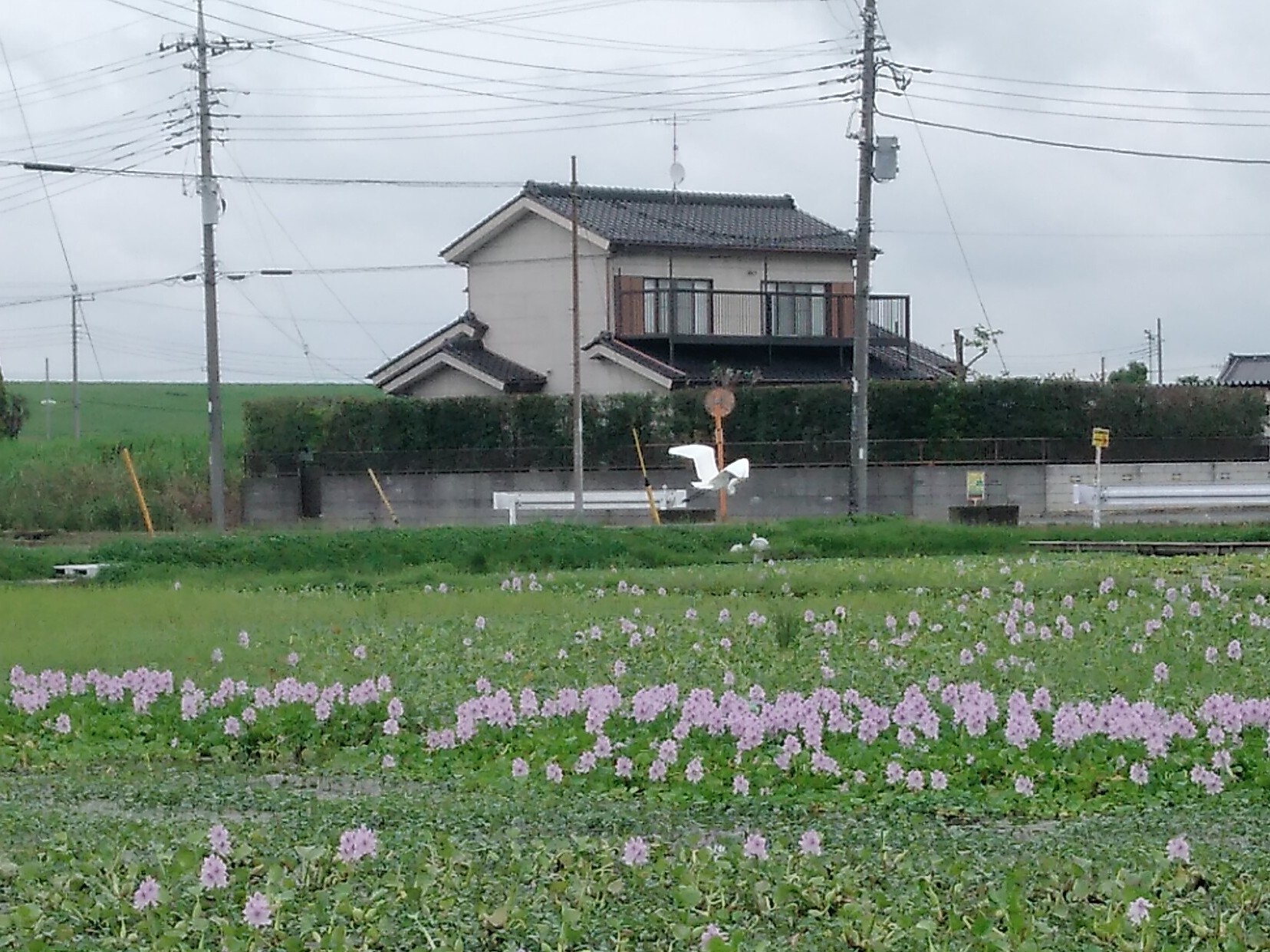 ホテイアオイの上を舞う白い鳥