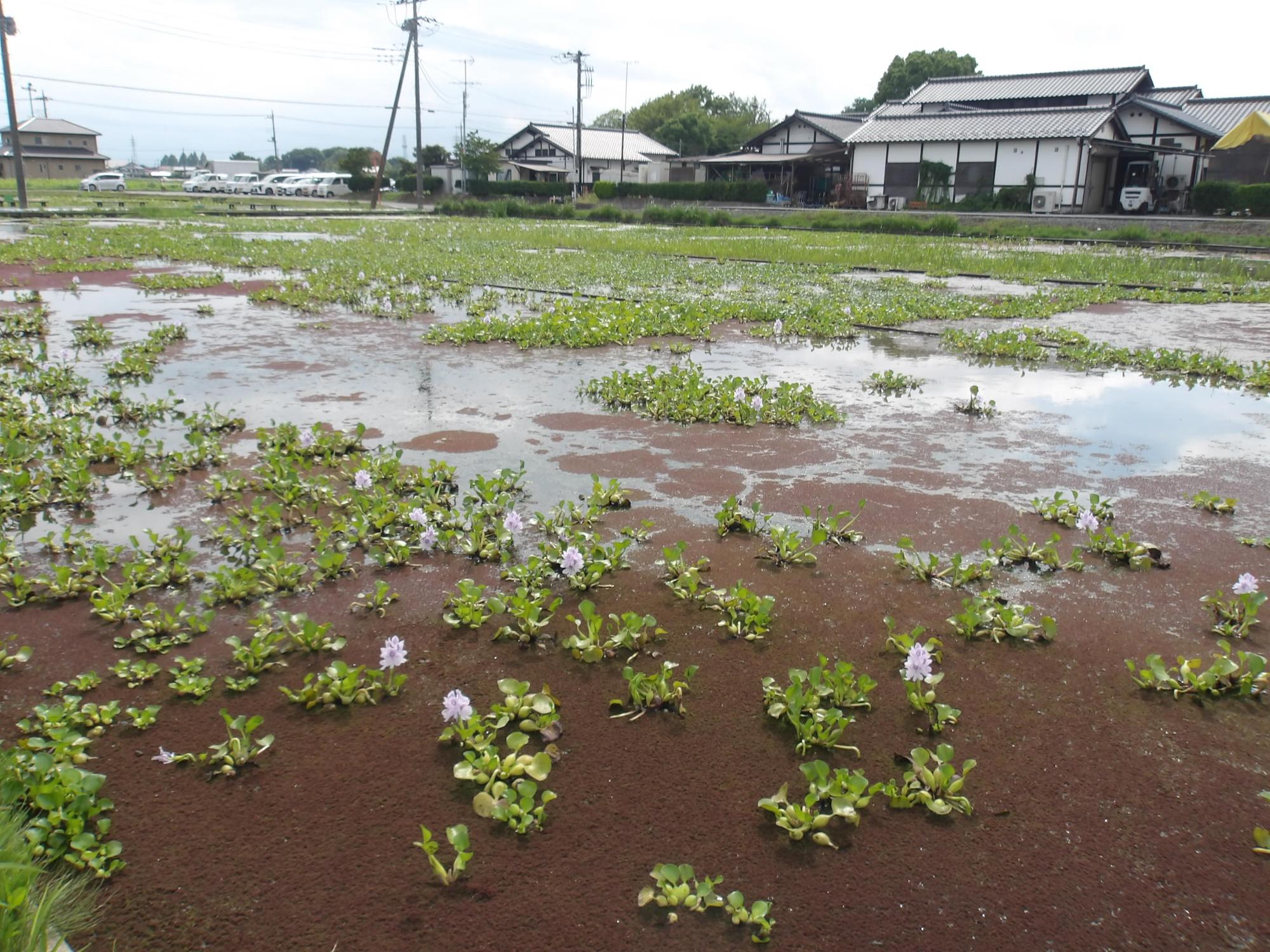 まばらに咲くホテイアオイ