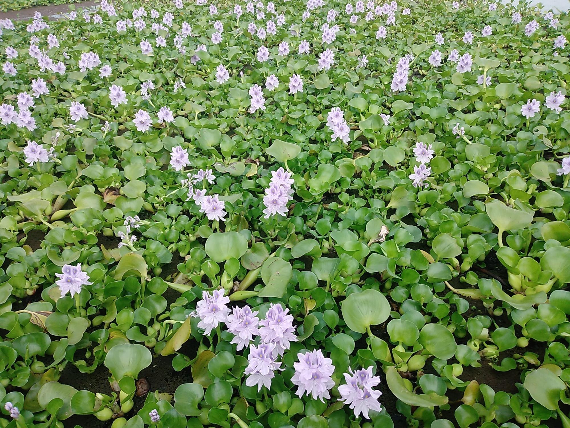 群生のホテイアオイ