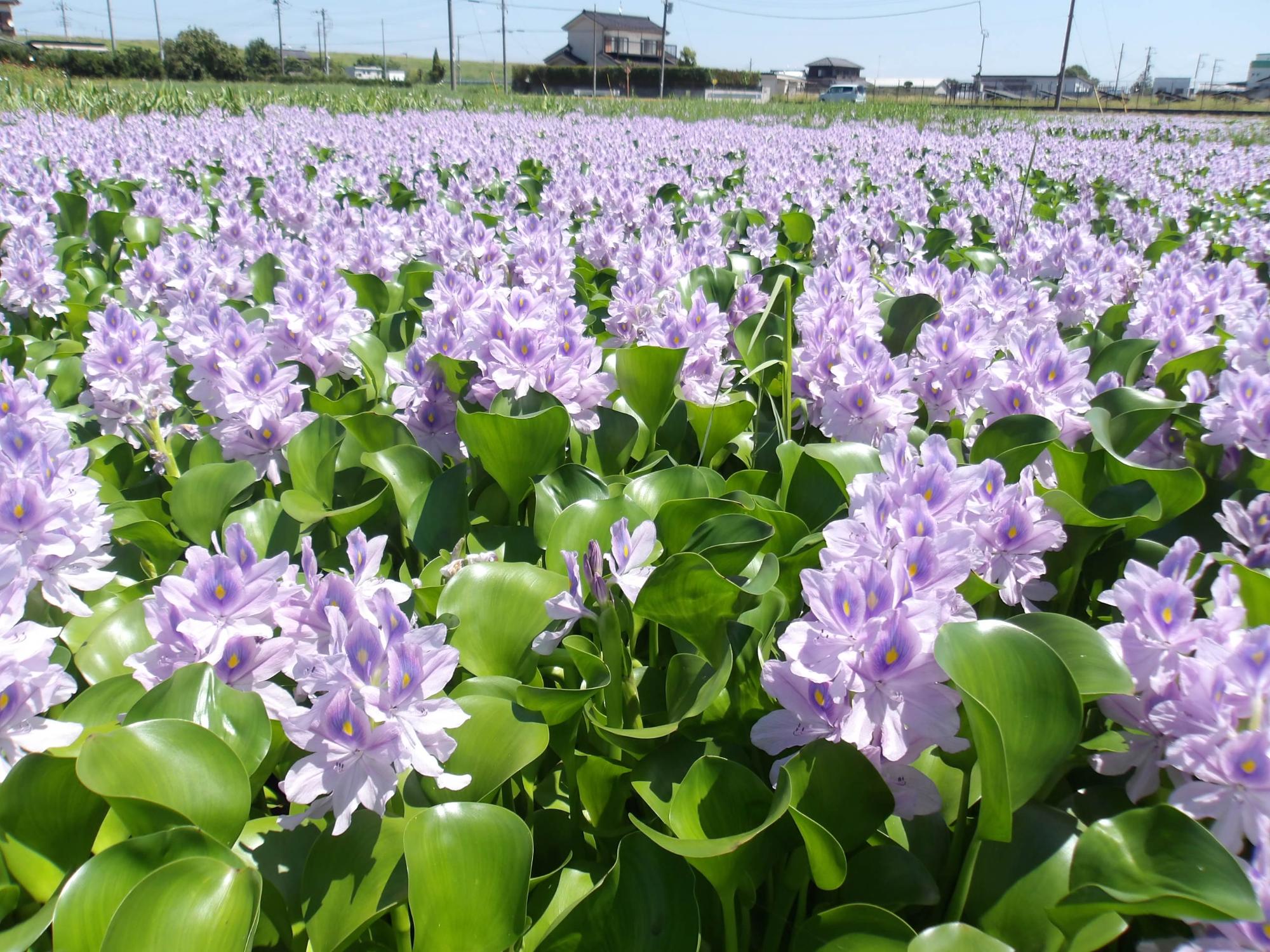 8月、花園になったホテイアオイ