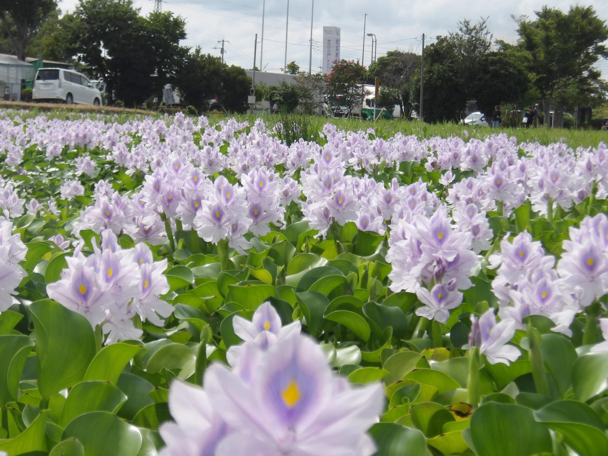 道の駅の看板と布袋葵