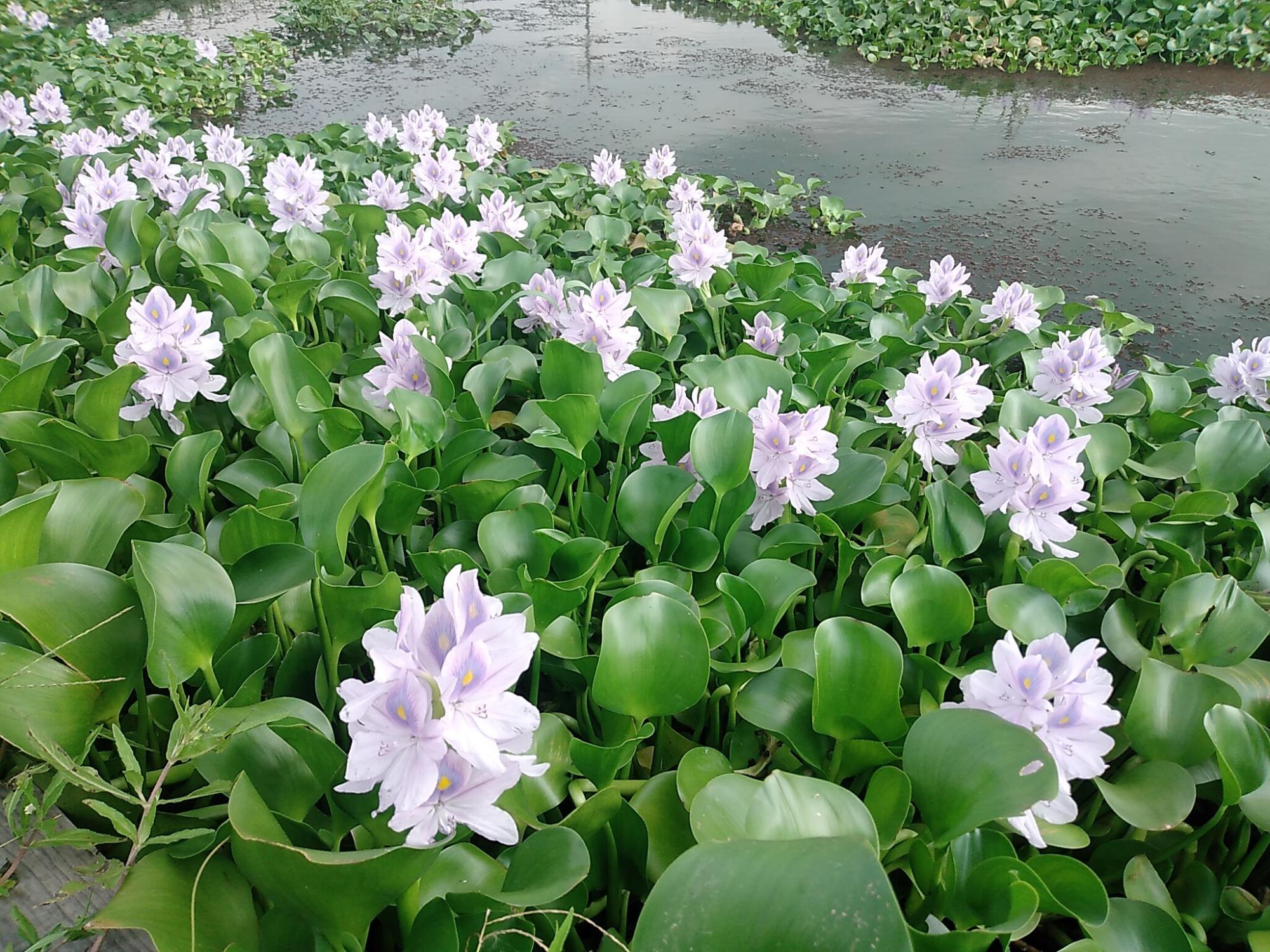 水面に凪ぐ一日花のホテイアオイ