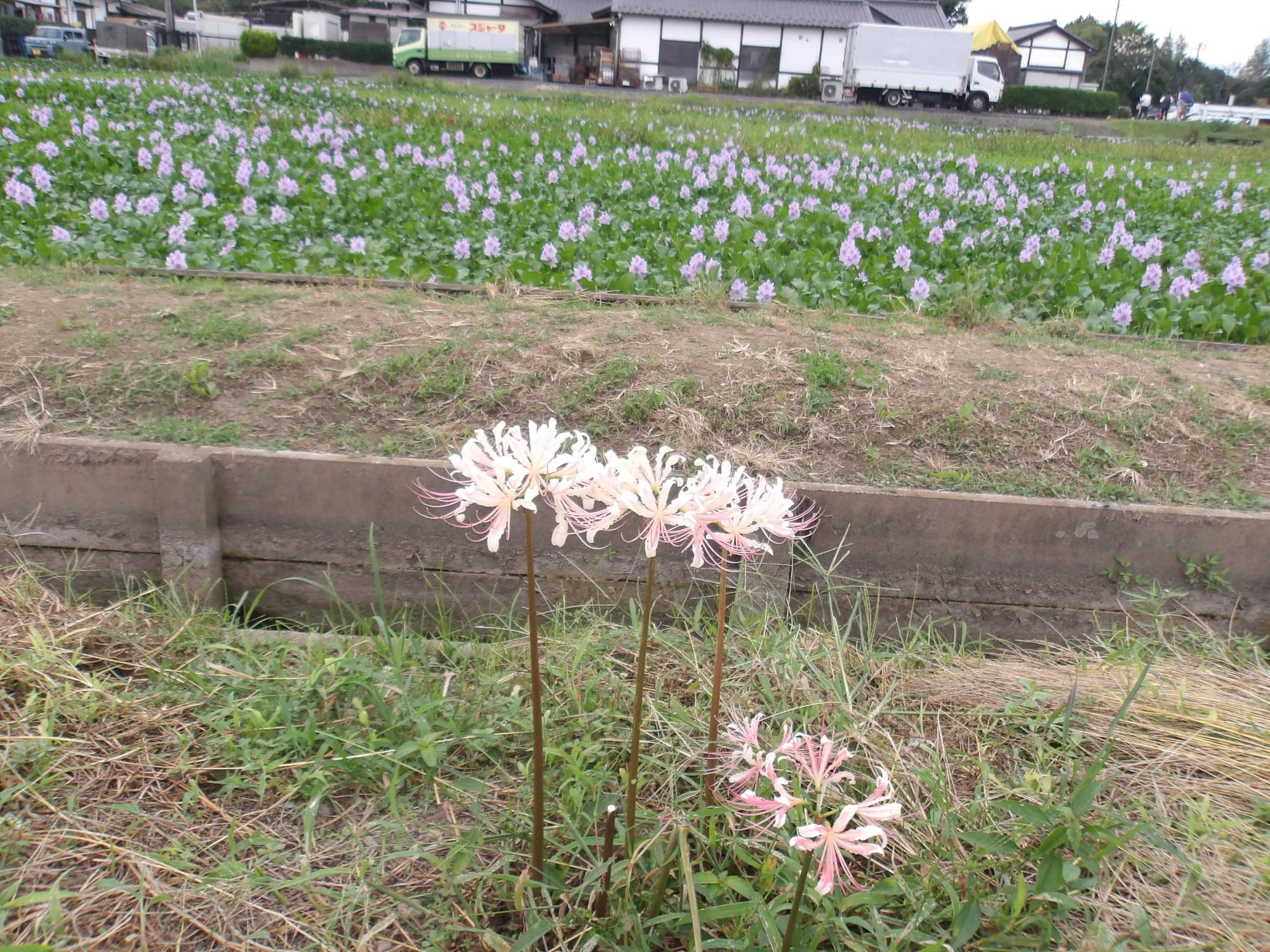 薄桃色の曼珠沙華と薄紫のホテイアオイ