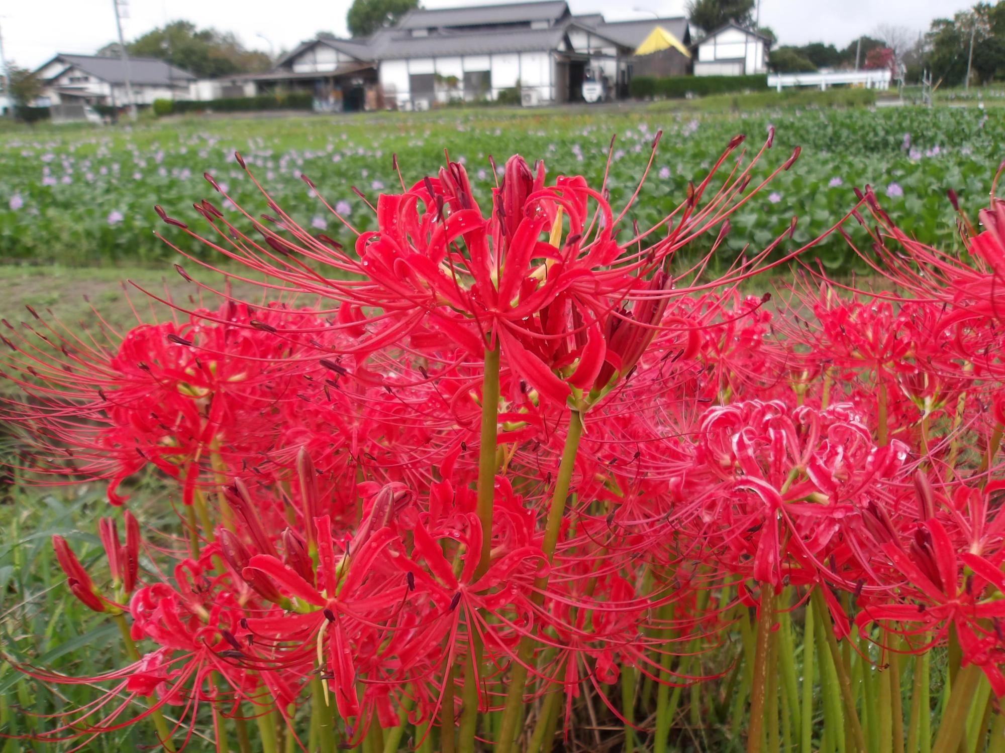 水路に咲く真っ赤な曼珠沙華