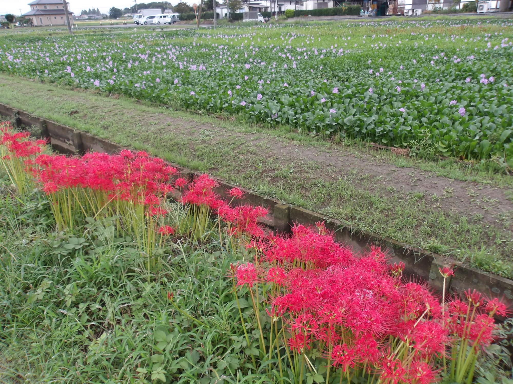 水路に咲く真っ赤な曼珠沙華とホテイアオイ