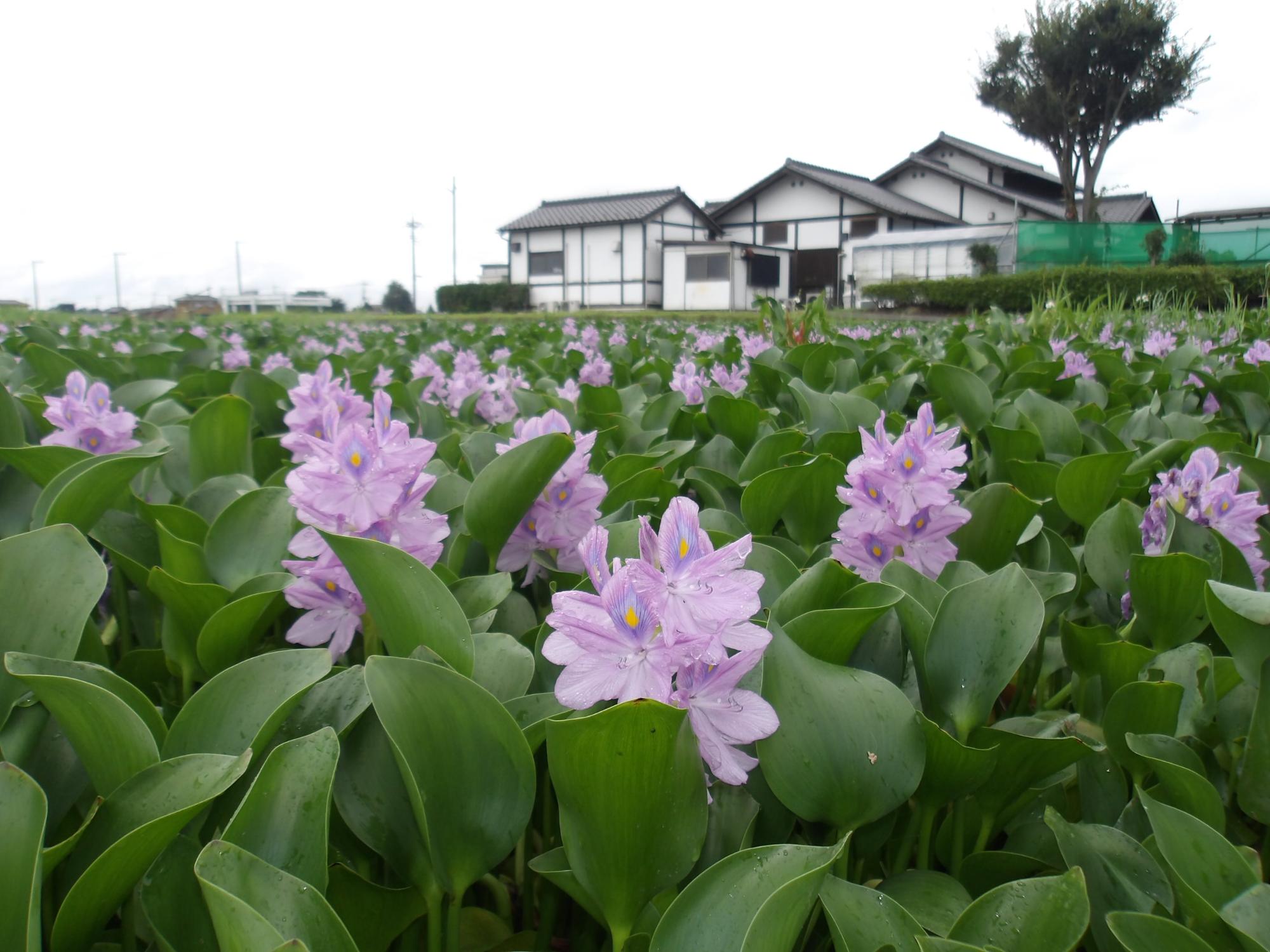雨にぬれてもホテイアオイ（ひき）