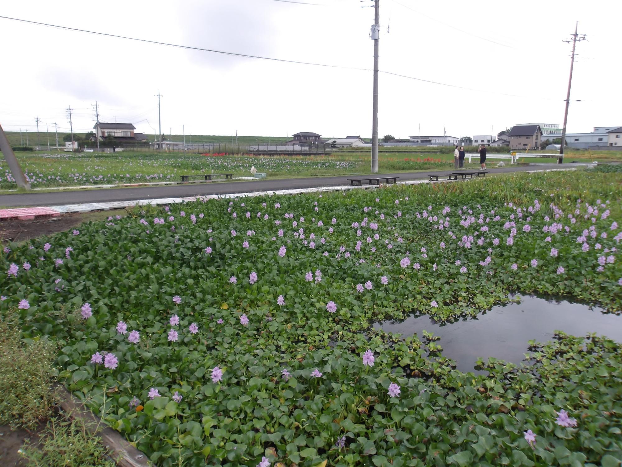 雨が降りそ出しそうなホテイアオイのたんぼ