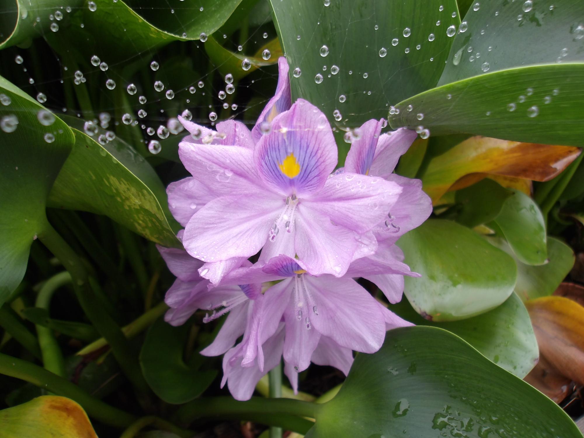 蜘蛛の巣によって雨粒を掲げたホテイアオイ