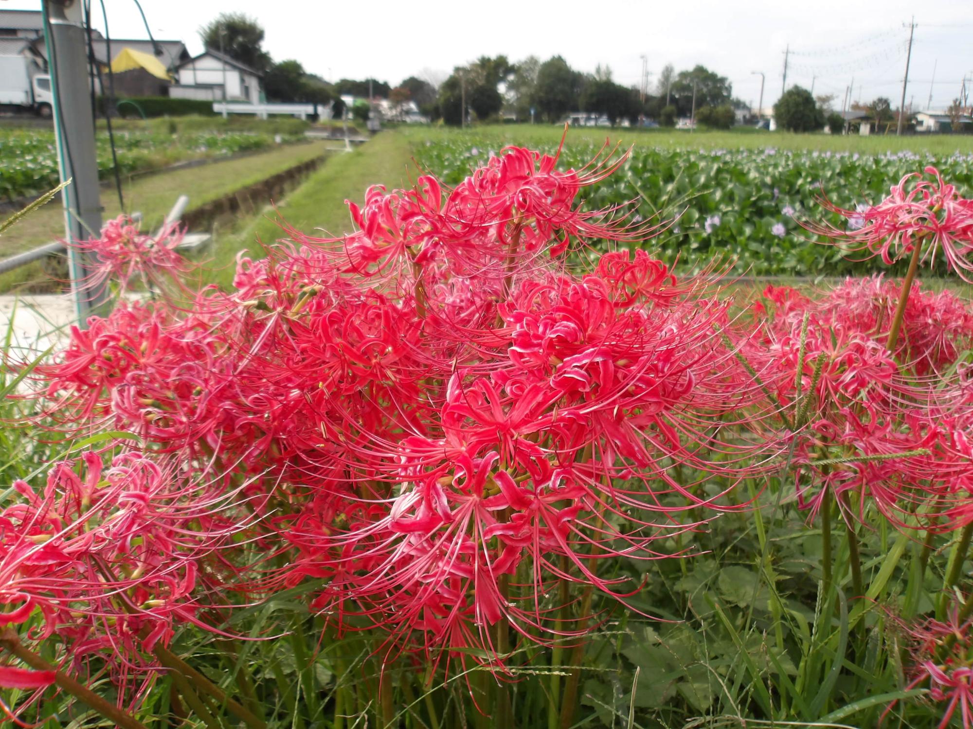 ホテイアオイと曼殊沙華