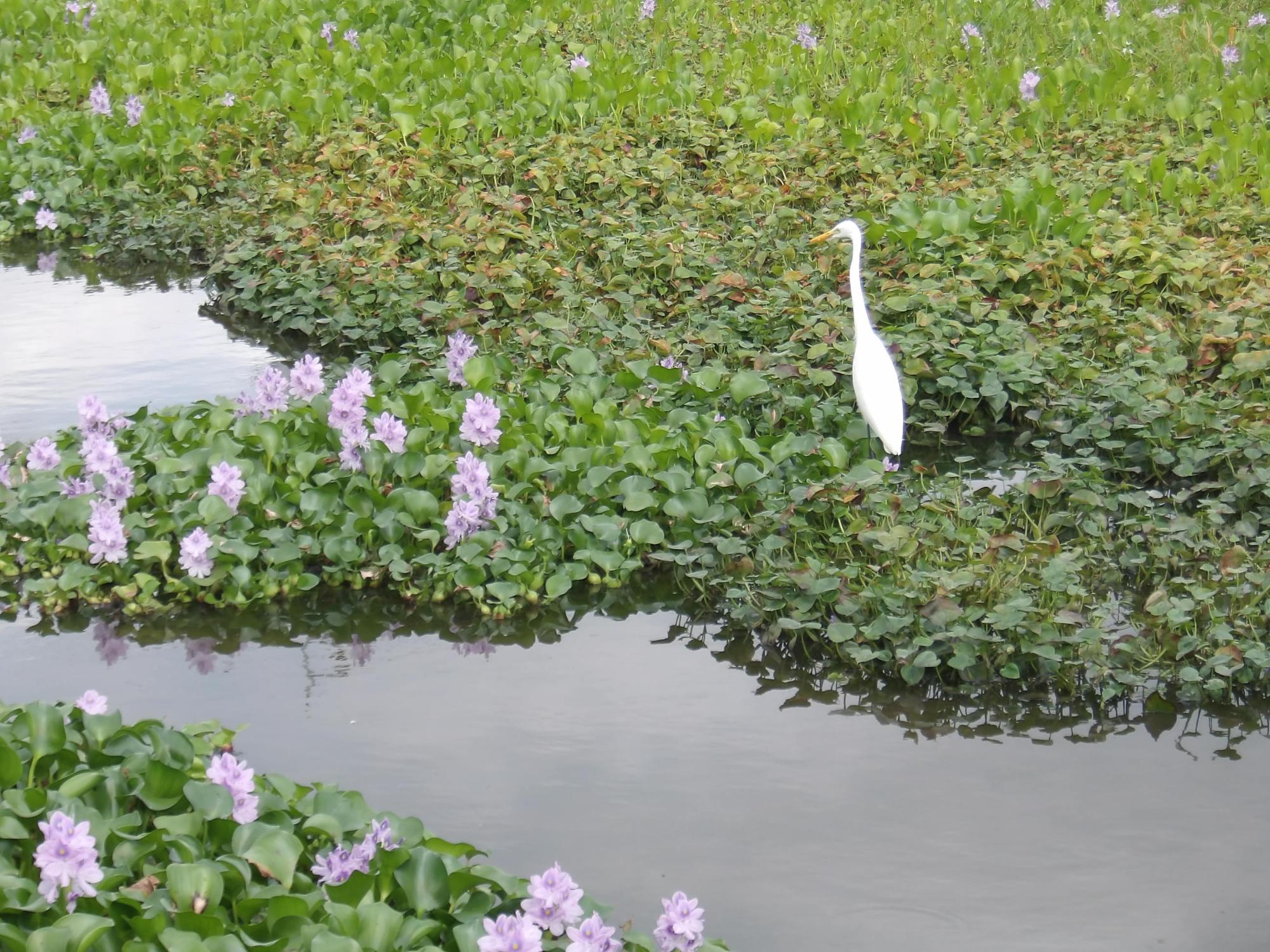 小魚をくわえたシロサギ