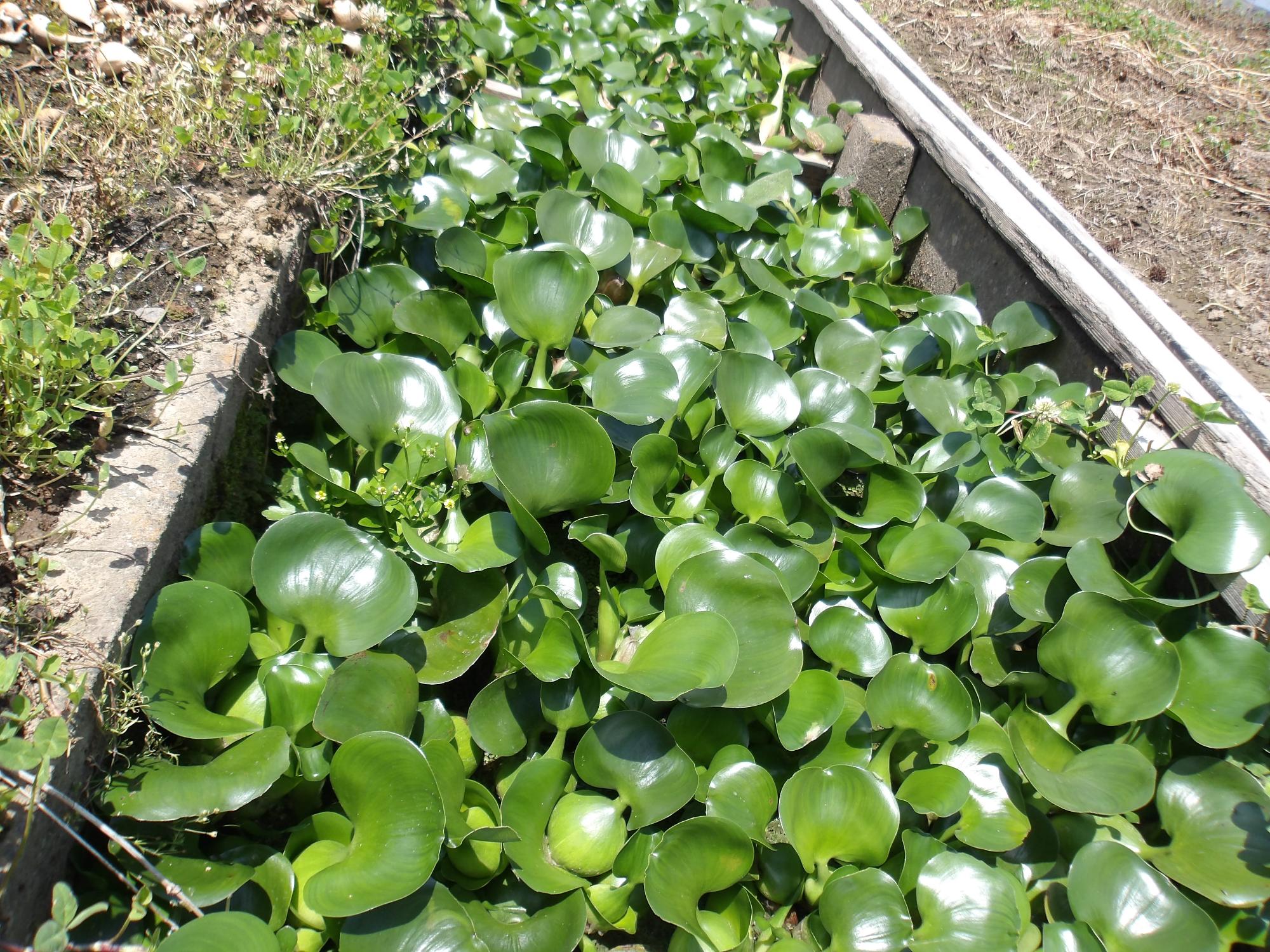 水路のホテイアオイ