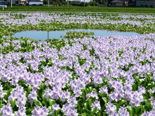 一面に咲くホテイアオイの写真