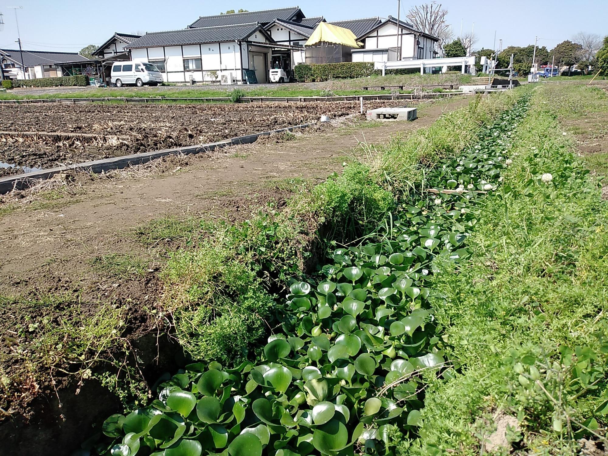 童謡のふる里おおとね道の駅と水路のホテイアオイ