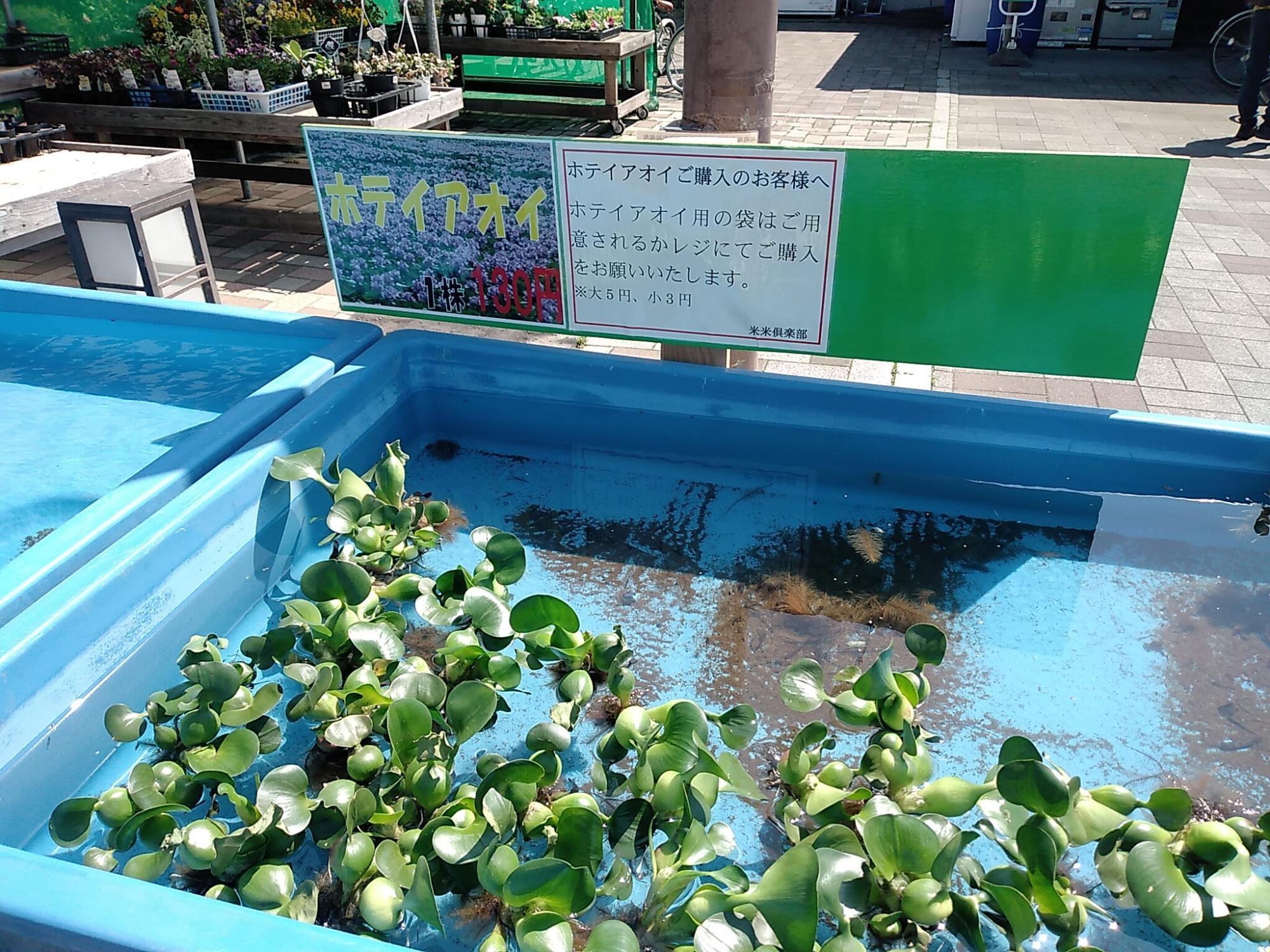 童謡のふる里おおとね道の駅で販売しているホテイアオイ