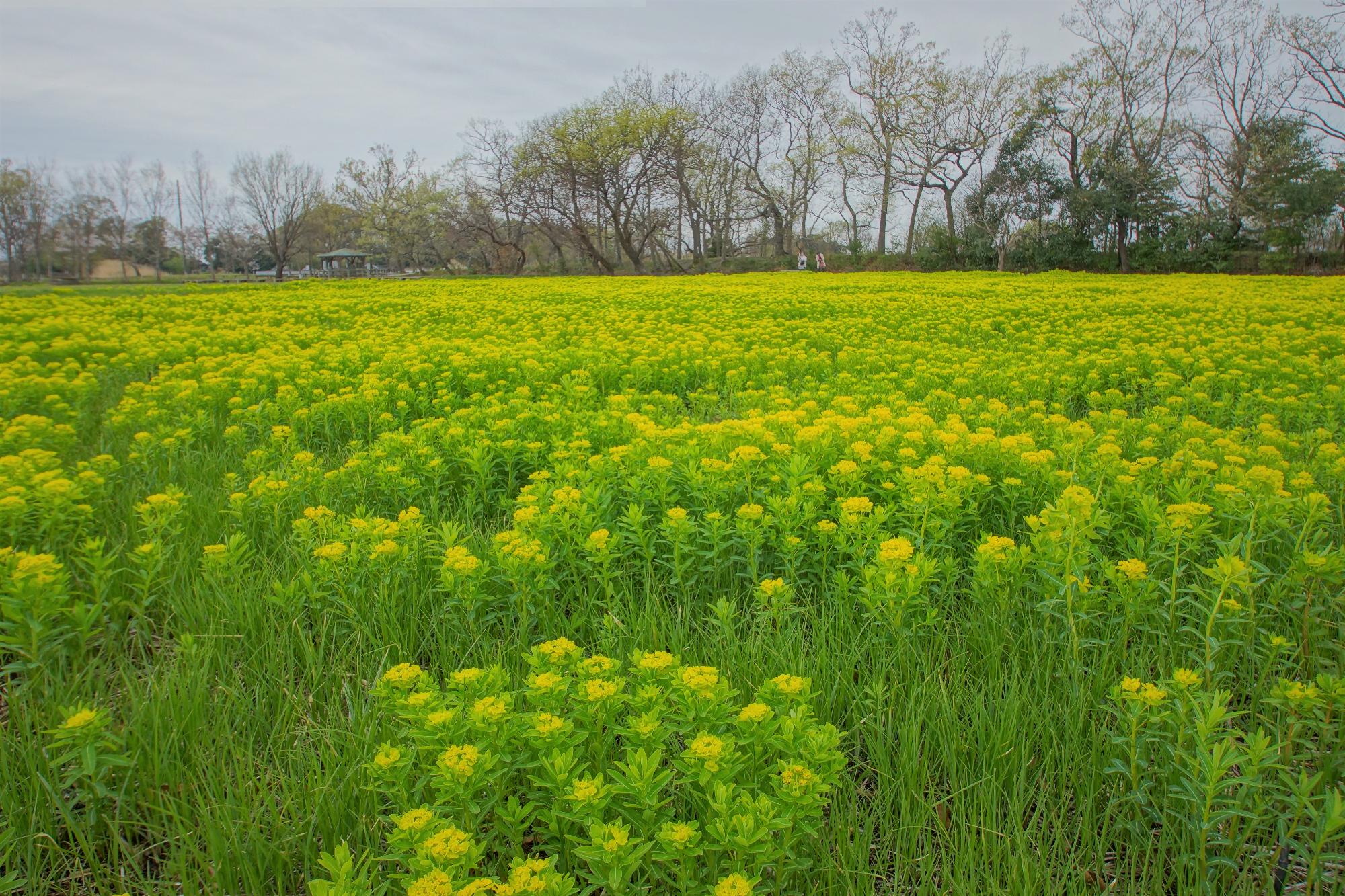 田園の早春