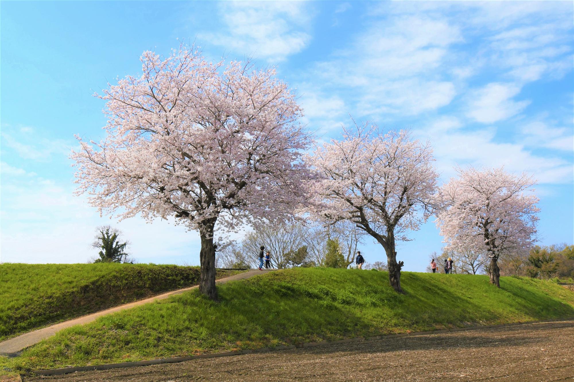 散歩道は桜道(サクラロード)