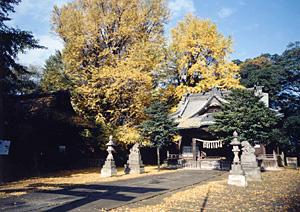 玉敷神社のいちょうの写真