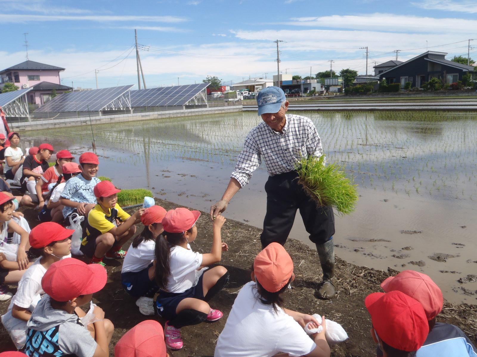 学校応援団の男性が生徒達に田植えを教えている写真