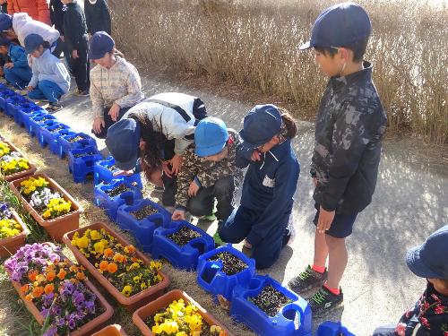 3月7日 チューリップ1