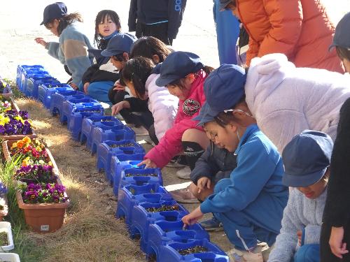 3月7日 チューリップ2