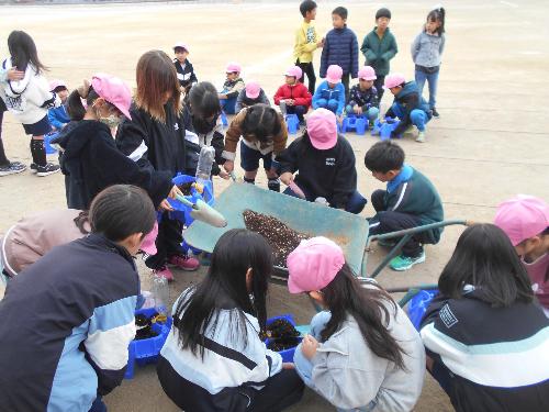 12月11日 ビオラ植え1