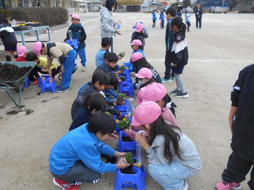 12月11日 ビオラ植え2