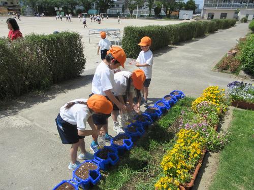 5月11日 アサガオの種まき4