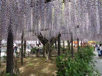 玉敷公園のふじの写真