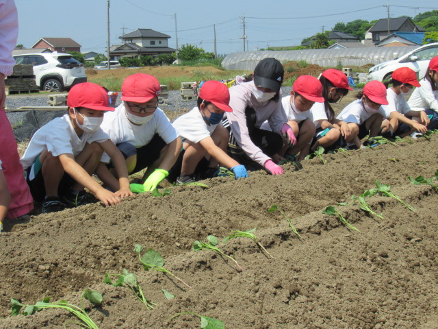 さつまいも苗植え5