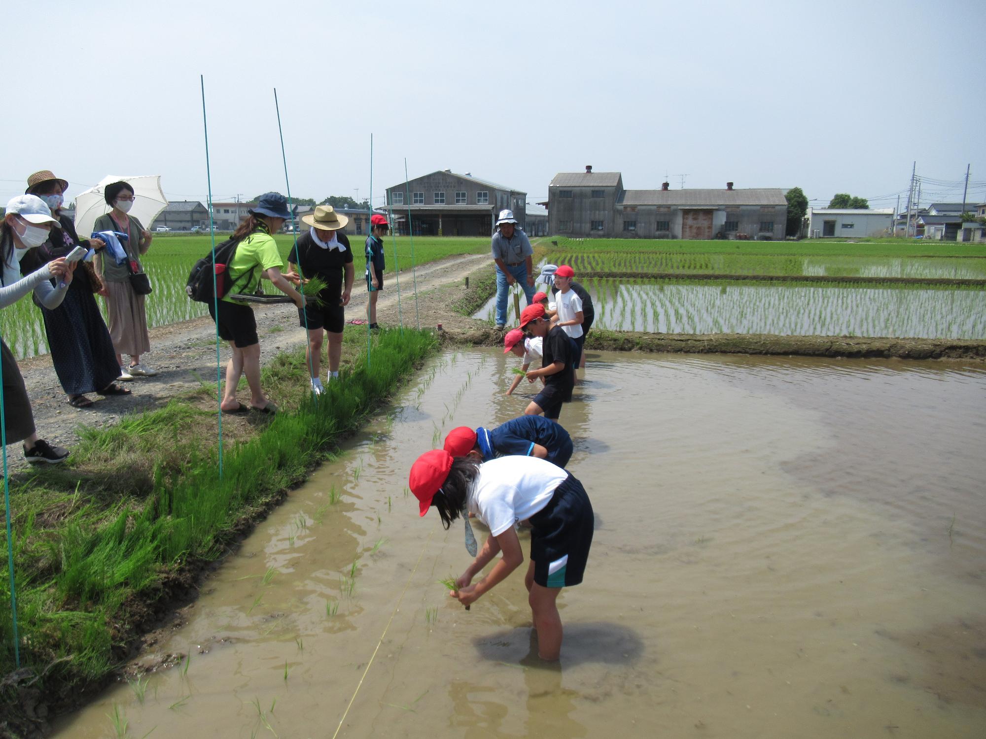 田植え