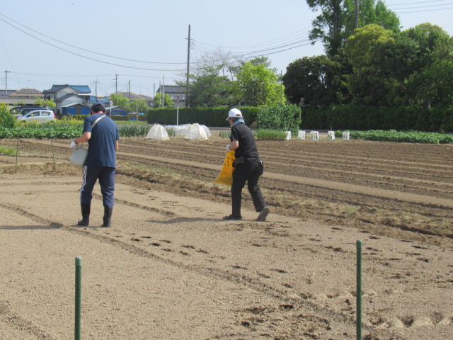 R7さつまいもマルチ張り00