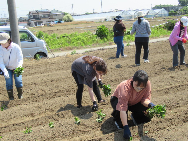 さつまいも苗植え4