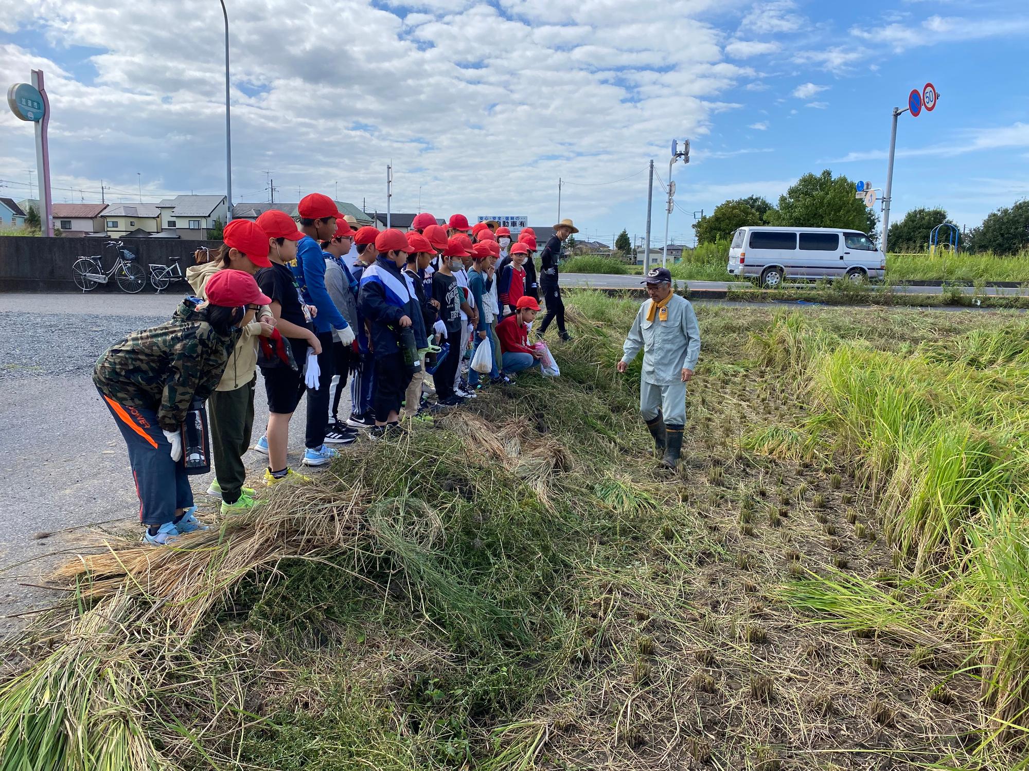 R5 5年生稲刈り1