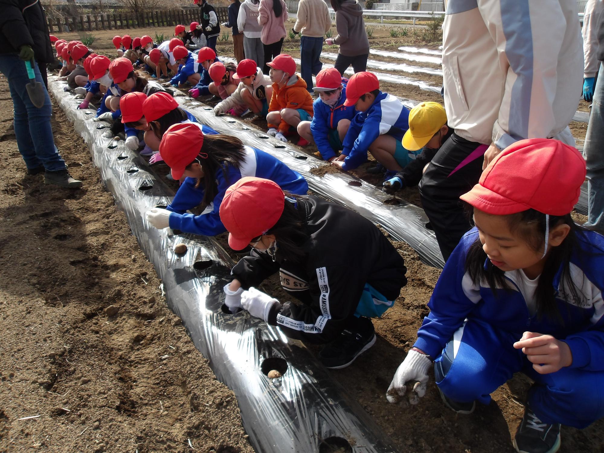 R6 じゃがいも植え1