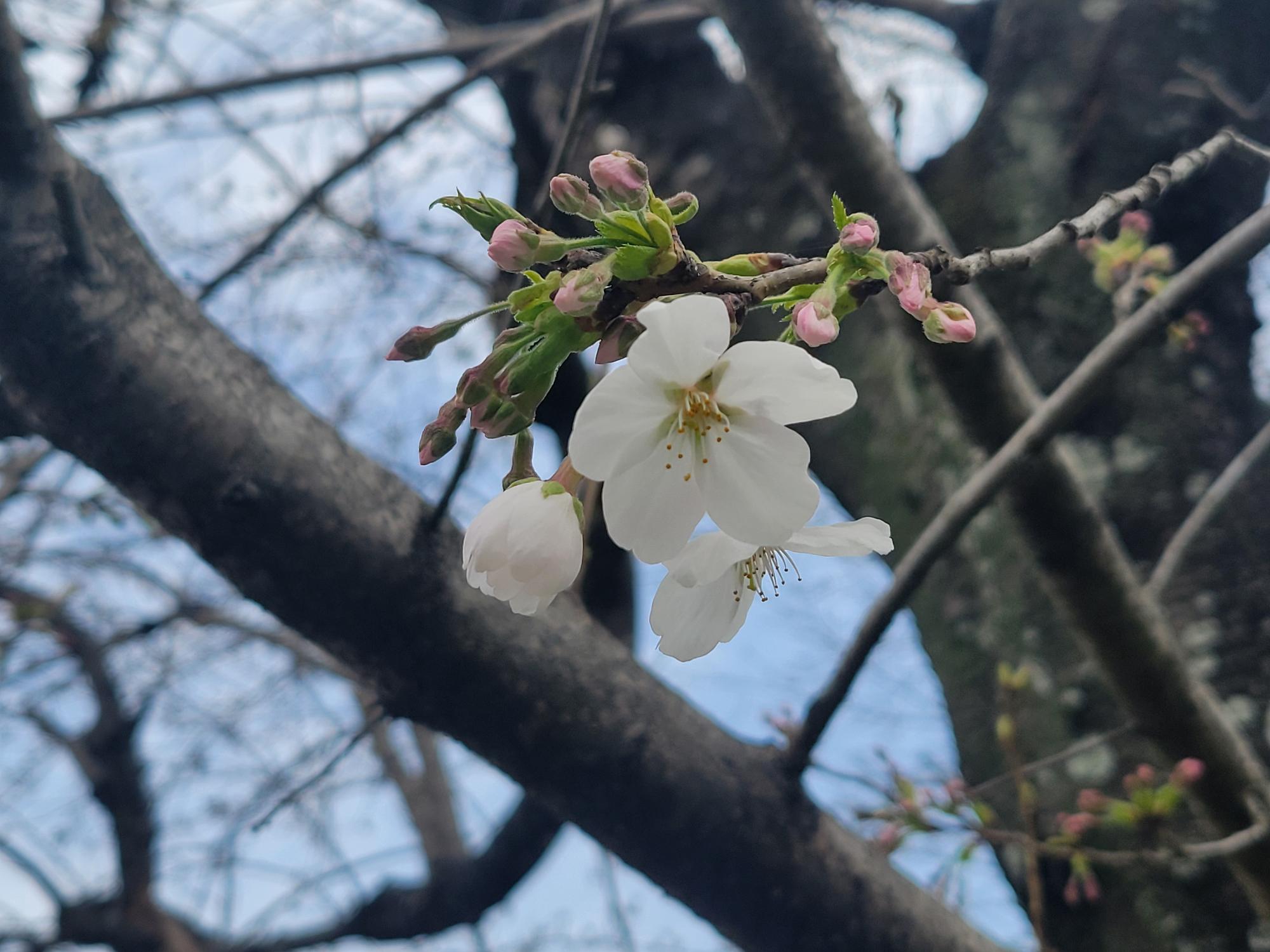 R6 桜の開花宣言1