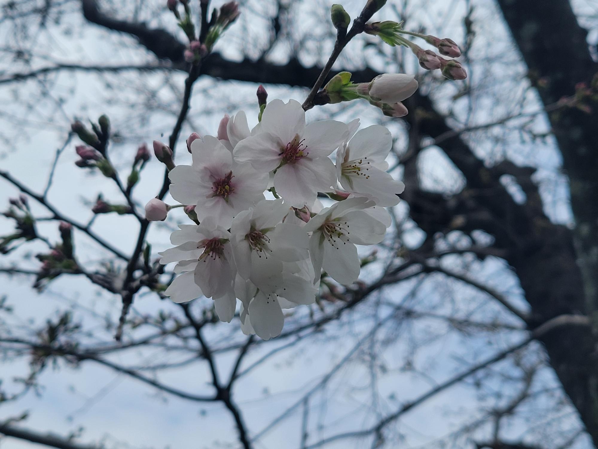 R6 桜の開花宣言2