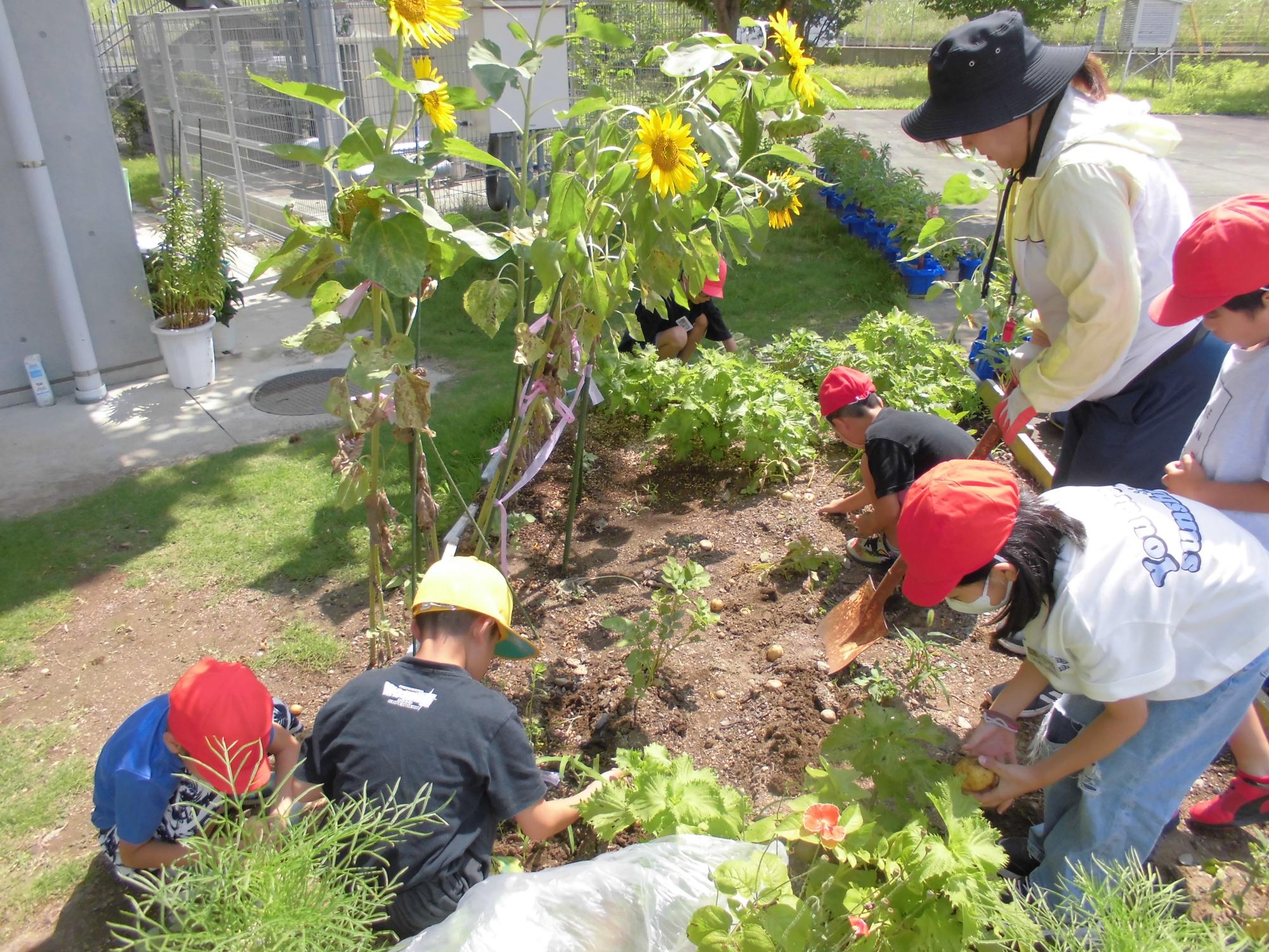 R5 かしのみ農園