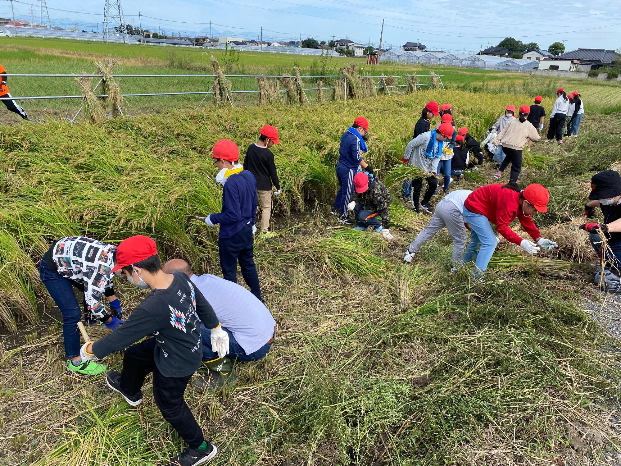 R5 5年生稲刈り3