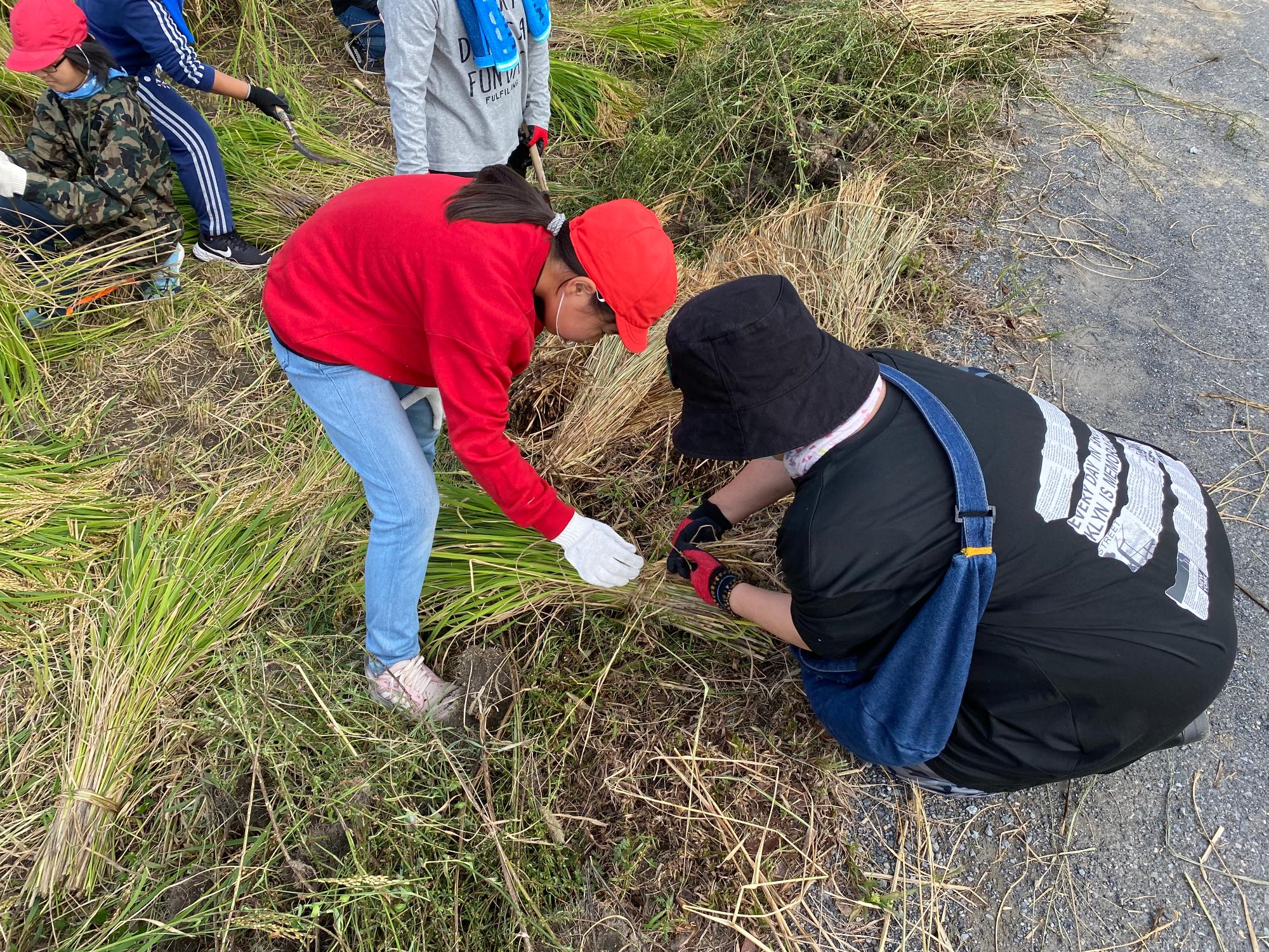 R5 5年生稲刈り2