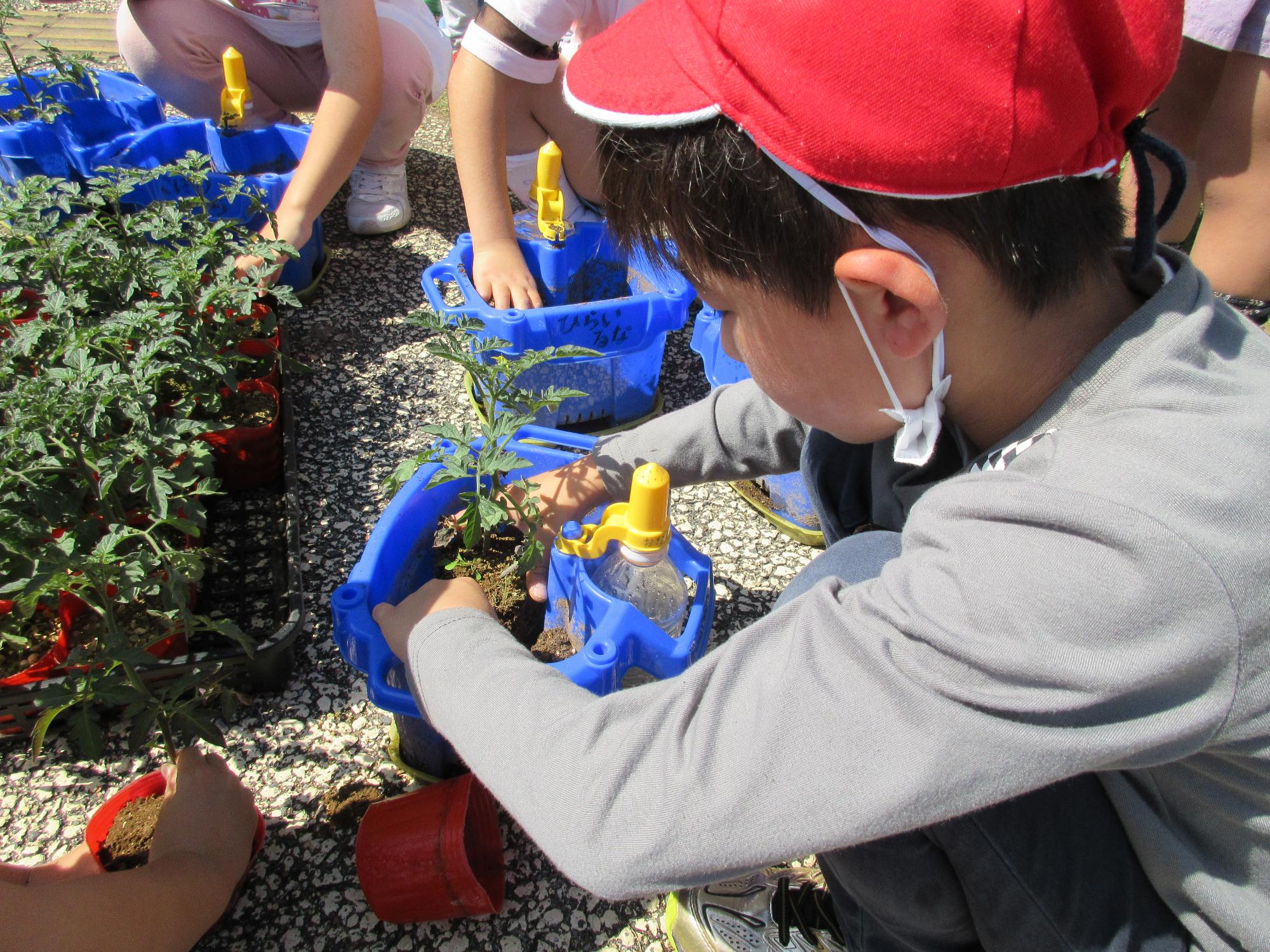 R5ミニトマト植え