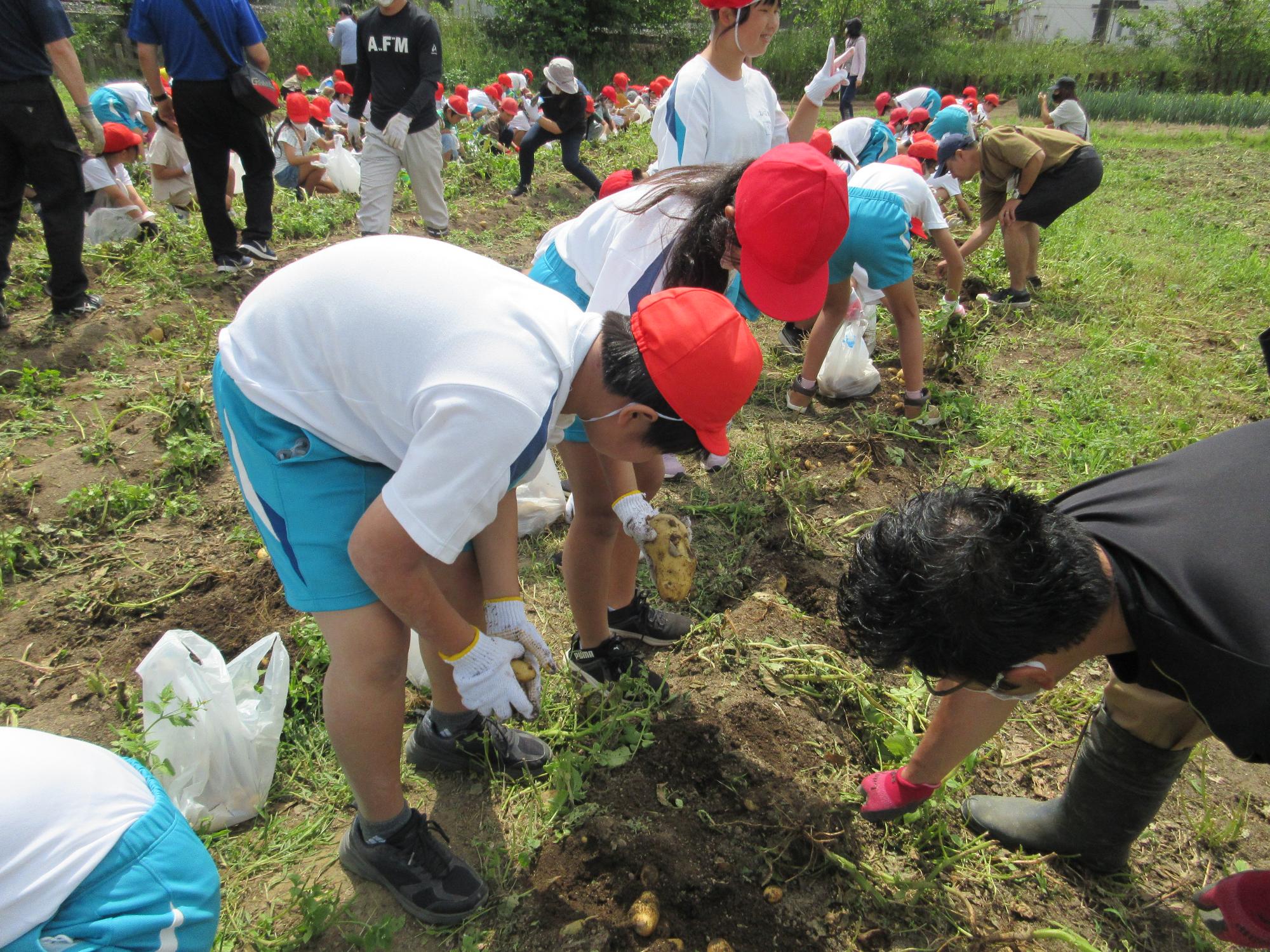 R5  ジャガイモほり1