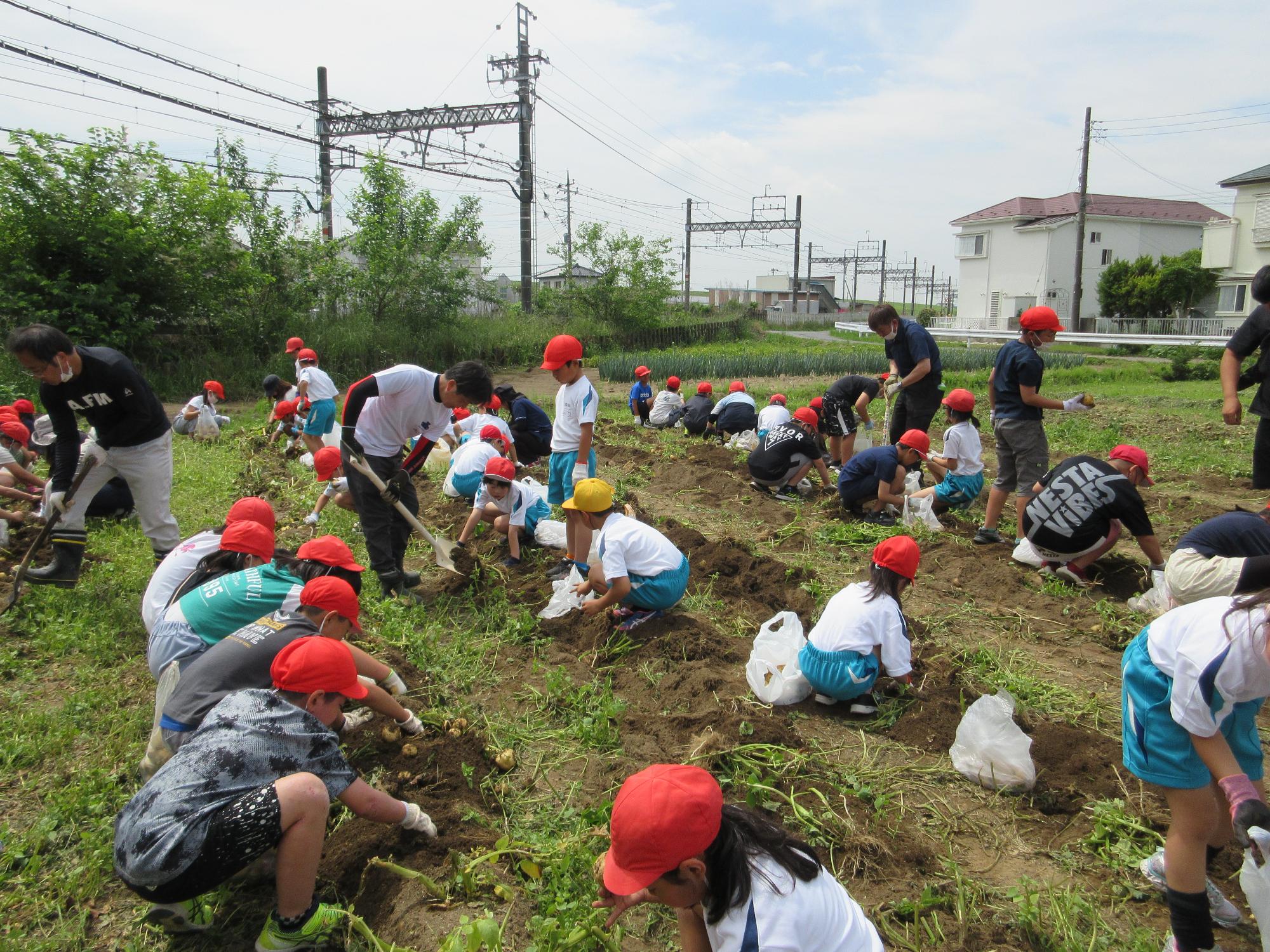 R5  ジャガイモほり3