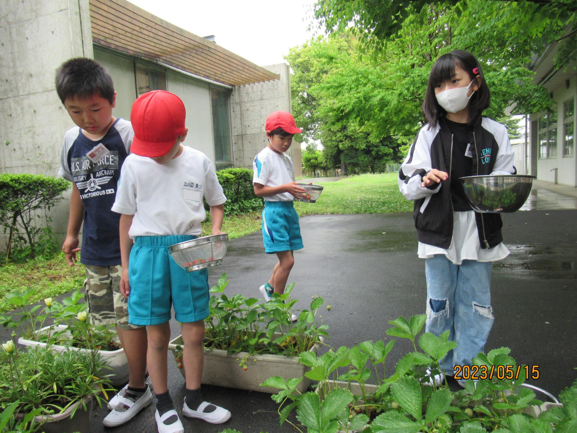 R5イチゴシロップ作り1