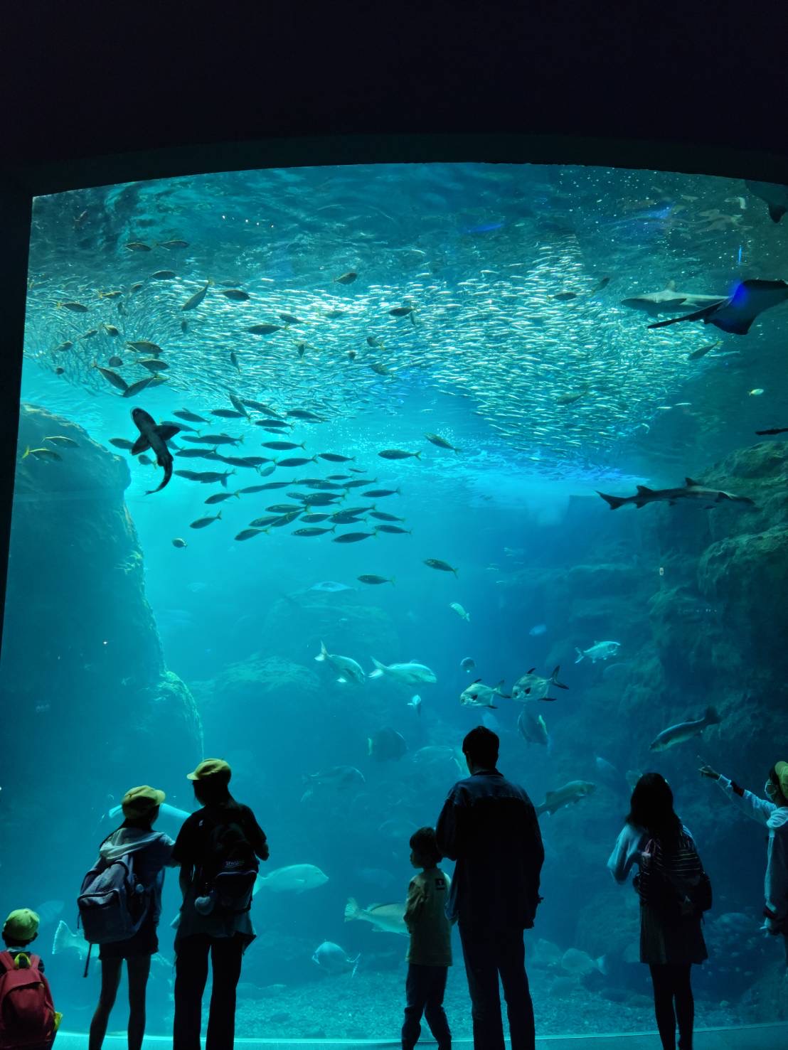 R5修学旅行水族館2