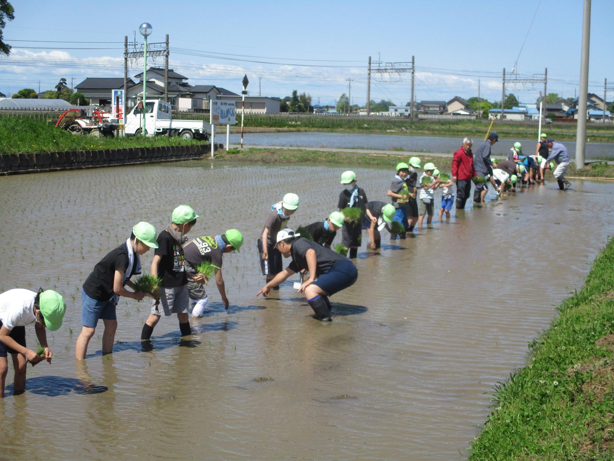 taue81