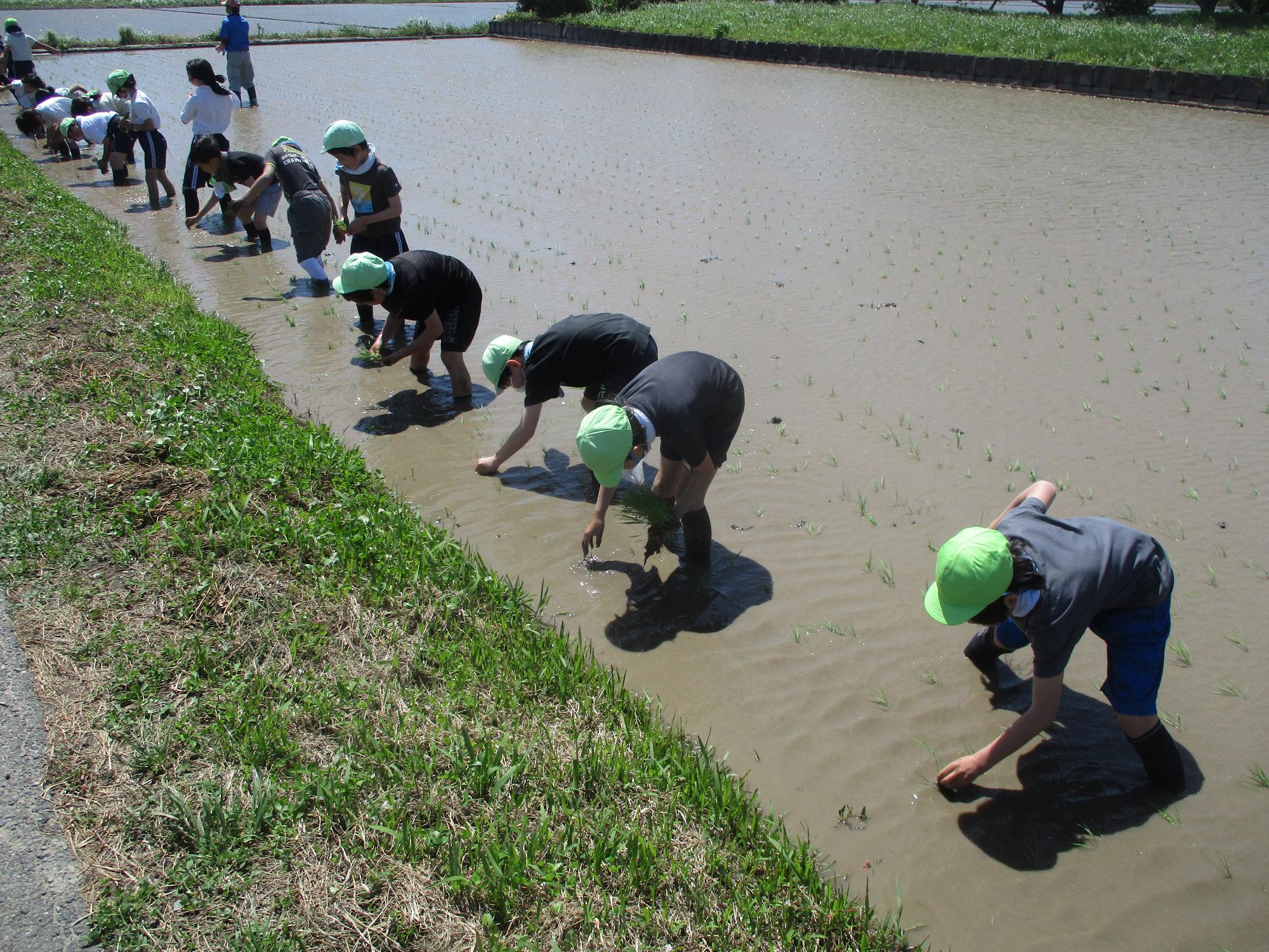 1taue