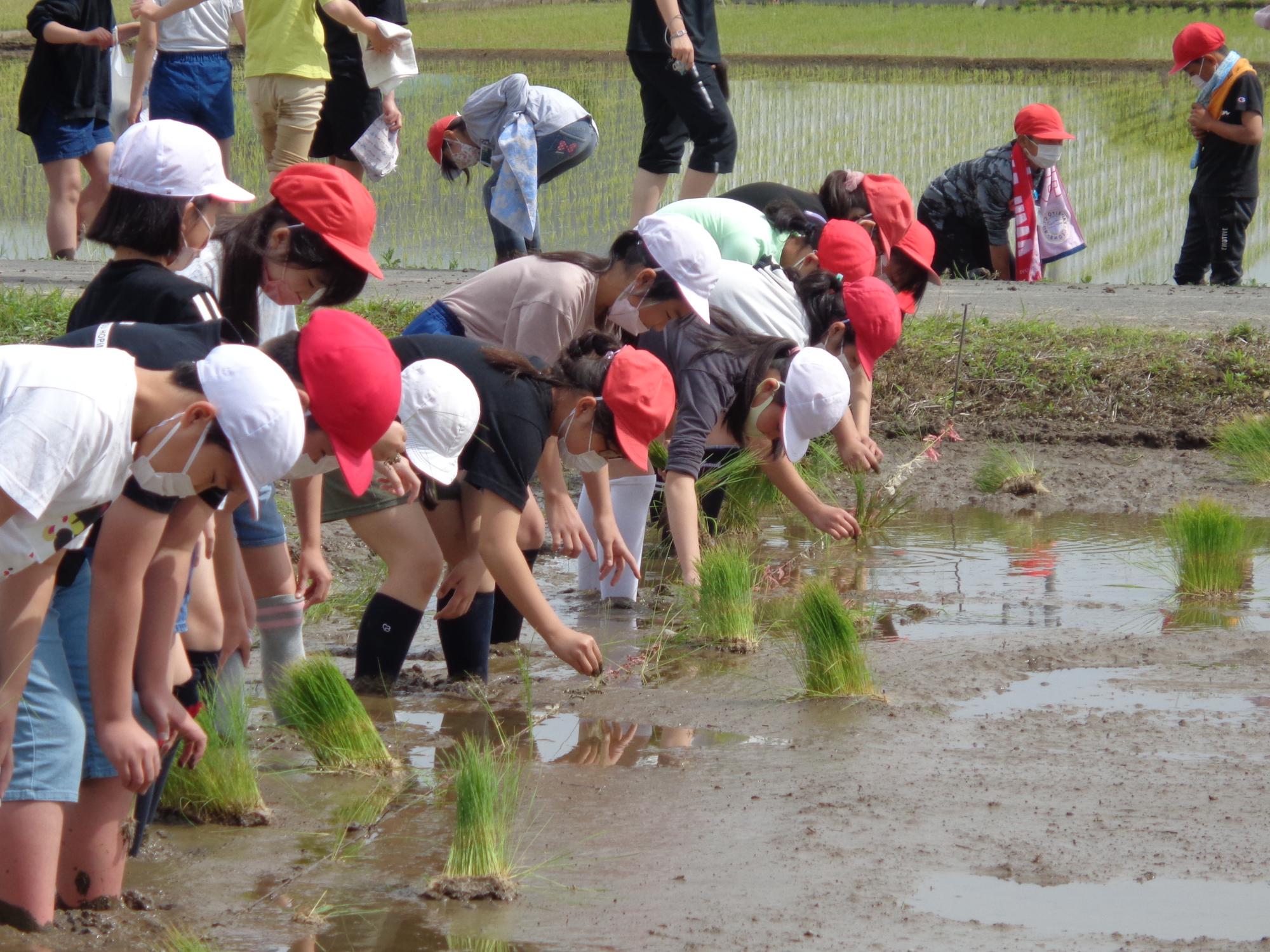 令和4年度の田んぼにて生徒たちが一列に並んで田植え体験している写真