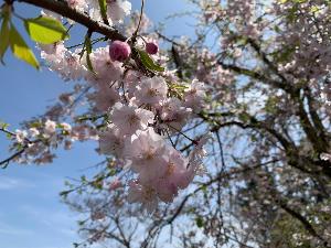 加須西中の桜
