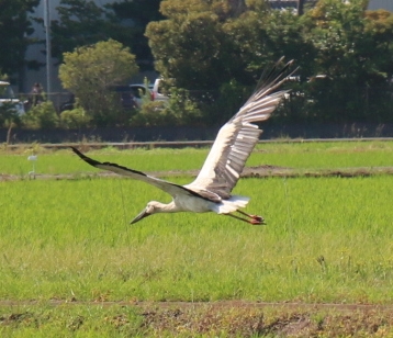 こうのとり