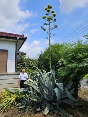 開花したリュウゼツラン